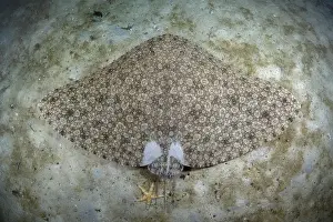 Rays Prints: Backwater butterfly ray (Gymnura natalensis) resting on sandy seabed