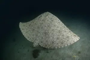 Rays Prints: Backwater butterfly ray (Gymnura natalensis) swimming over sandy seabed at night