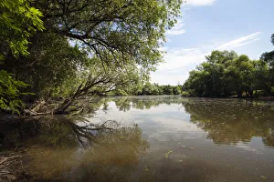 Images Dated 3rd June 2009: Backwater of Latorica River, Eastern Slovakia, Europe, June 2009