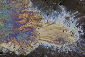 Images Dated 15th November 2011: Bacteria - iron and manganese oxidizers and their complementary reducers, in the