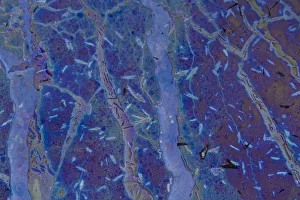 Iridescent Collection: Bacteria - iron and manganese oxidizers and their complementary reducers, in the