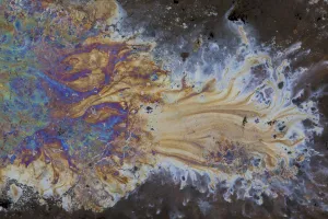Bacteria - iron and manganese oxidizers and their complementary reducers, in