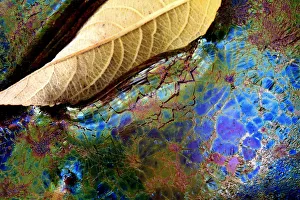 Cadiz Prints: Bacteria (Lepthotryx discophora) causing iridescent patterns and White willow tree leaf