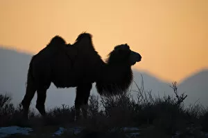 2020 August Highlights Collection: Bactrian camel (Camelus bactrianus) male silhouetted at sunset