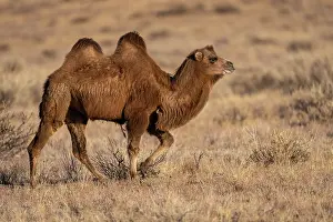 Camelid Prints: Bactrian camel (Camelus bactrianus) domesticated