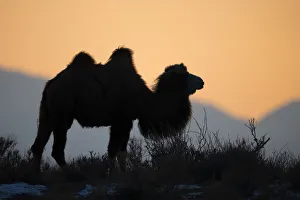 Camelid Prints: Bactrian camel (Camelus bactrianus) male silhouetted at sunset