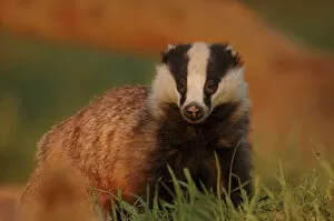 Images Dated 19th January 2012: Badger (Meles meles) adult in evening light, Derbyshire, UK. 2020VISION Book Plate