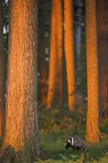 Images Dated 9th June 2015: Badger (Meles meles) adult in pine forest at sunset, Derbyshire, UK, June