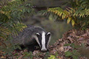 Images Dated 28th June 2012: Badger (Meles meles) in autumn woodland. Leicestershire, UK, July