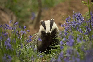 2019 May Highlights Collection: Badger (Meles meles) amongst Bluebells (Hyacinthoides non-scripta). Scotland, UK. May