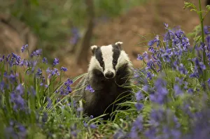 Hyacinthoides Prints: Badger (Meles meles) amongst Bluebells (Hyacinthoides non-scripta). Scotland, UK. May