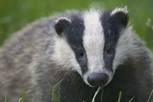 Badger (Meles meles) cub, Dorset, England, UK, July