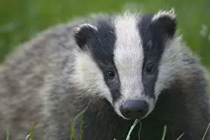 Images Dated 10th July 2012: Badger (Meles meles) cub, Dorset, England, UK, July