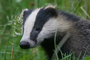 Badger (Meles meles) cub amongst long grass, Dorset, England, UK, July