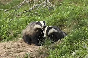 Badger (Meles meles), cub pulling the ear of sibling, June, Scotland, UK. August