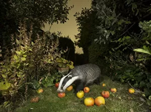 Badger (Meles meles) eating apples in urban garden. Sheffield, England, UK. October