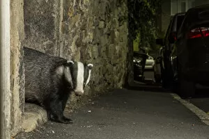 Badger (Meles meles) emerging through gateway in wall at night. In urban area, Sheffield