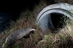 Meles Prints: Badger (meles meles) entering a wildlife underpass below the A89 highway at night