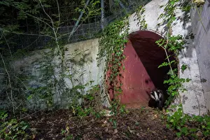 Meles Prints: Badger (meles meles) exiting a wildlife underpass below the A10 highway