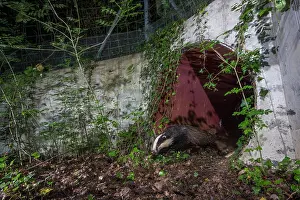 Meles Prints: Badger (meles meles) exiting a wildlife underpass below the A10 highway at night