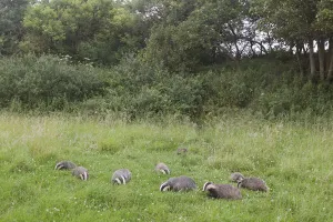 Badgers Prints: Badger (Meles meles) family feeding in long grass near to their sett, Dorset, England