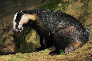 Nocturnal Prints: Badger (meles meles) feeding on peanuts at night