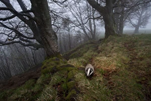 Germany Gallery: Badger (Meles meles) foraging in woodland on edge of forest, Black Forest, The Black Forest