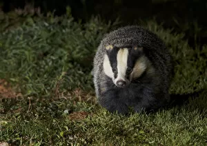 Images Dated 22nd October 2011: Badger (Meles meles) at night, Oxfordshire, England, UK, October