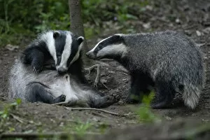 2021 January Highlights Collection: Badger (Meles meles) two outside sett interacting, Vosges, France, May