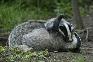 2021 January Highlights Collection: Badger (Meles meles) outside sett, play fighting, Vosges, France, May