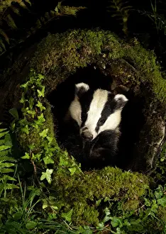 Nocturnal Prints: Badger (Meles meles) peering out of a moss-covered hollow log