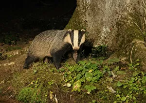 Images Dated 18th August 2009: Badger (Meles meles) standing at base of tree at night, Mid Devon, England, August