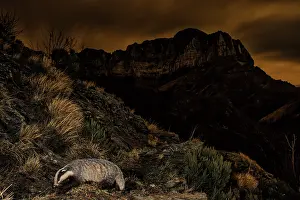 Nocturnal Prints: Badger (Meles meles) traversing the slopes of Monte Corchia at night
