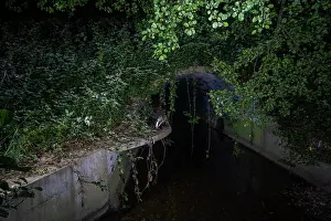 Meles Prints: Badger (Meles meles) walking through a wildlife underpass below the A64 highway and above the Rieu-tort brook at night