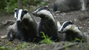 2021 January Highlights Collection: Badgers (Meles meles) at sett entrance, interacting, Vosges, France, May