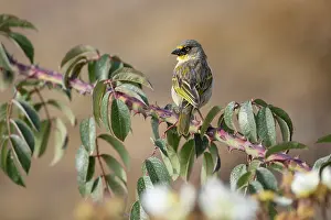 Rear View Prints: Baglafecht weaver (Ploceus baglafecht) perched on branch