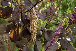 Life Cycles Prints: Bagworm moth (Thyridopteryx ephemeraeformis) cocoon on a basil plant in a garden