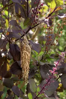 Life Cycles Prints: Bagworm moth (Thyridopteryx ephemeraeformis) cocoon on a basil plant in a garden