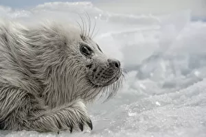 Asian Russia Gallery: Baikal seal (Pusa sibirica) pup on ice, endemic species. Lake Baikal, Russia, April