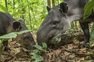Images Dated 21st April 2020: Bairds tapir female (Tapirus bairdii) with calf, rainforest, Corcovado National Park