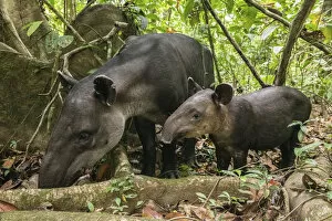 Images Dated 21st April 2020: Bairds tapir female (Tapirus bairdii) with calf, rainforest, Corcovado National Park