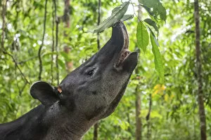 Images Dated 21st April 2020: Bairds tapir (Tapirus bairdii) browsing on leaves, rainforest