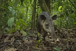 Bairds tapir (Tapirus bairdii) Corcovado National Park, Costa Rica, May. Endangered