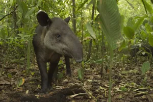 Bairds tapir (Tapirus bairdii) Corcovado National Park, Costa Rica, May. Endangered