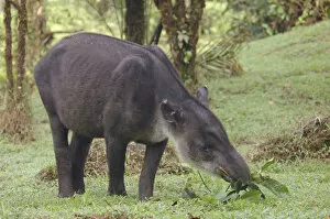 Images Dated 24th April 2008: Bairds tapir (Tapirus bairdii) eating leaves, Rara Avis, Costa Rica