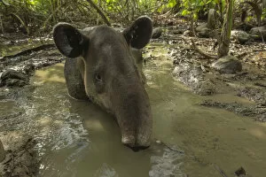Bairds tapir (Tapirus bairdii) resting in mud wallow in Corcovado National Park