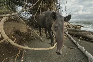 Images Dated 9th May 2016: Bairds tapir (Tapirus bairdii) walking along beach in Corcovado National Park, Costa Rica