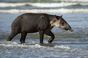 Bairds tapir (Tapirus bairdii) walking along a beach in Corcovado National Park