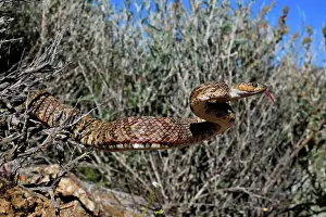 Southwest Usa Prints: Baja California lyresnake (Trimorphodon lyrophanes) stretching out from undergrowth with tongue out