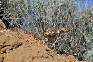 Southwest Usa Prints: Baja California lyresnake (Trimorphodon lyrophanes) with tongue out